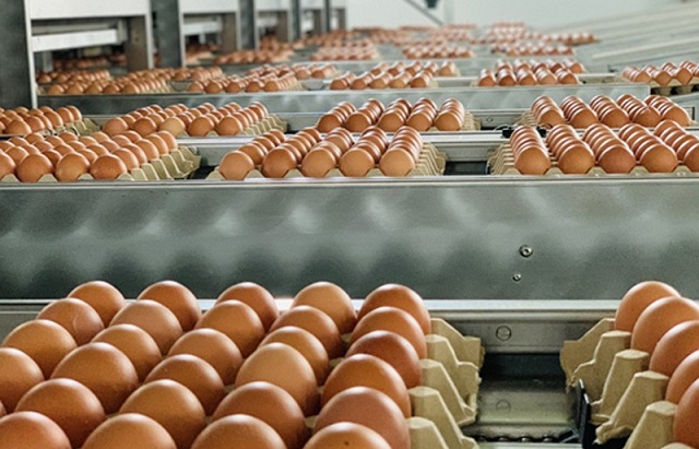 Hạn ngạch thuế quan nhập khẩu muối, trứng gia cầm 2026