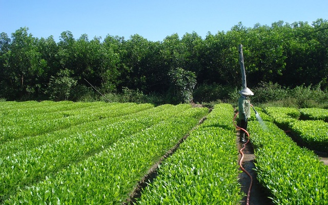 Vượt khó, ngành nông nghiệp hướng tới mục tiêu xuất khẩu 70 tỷ USD