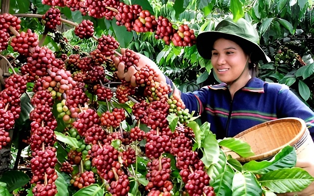 ca-phe-the-gioi-khan-hiem-viet-nam-co-pha-vo-kich-ban-duoc-mua-mat-gia
